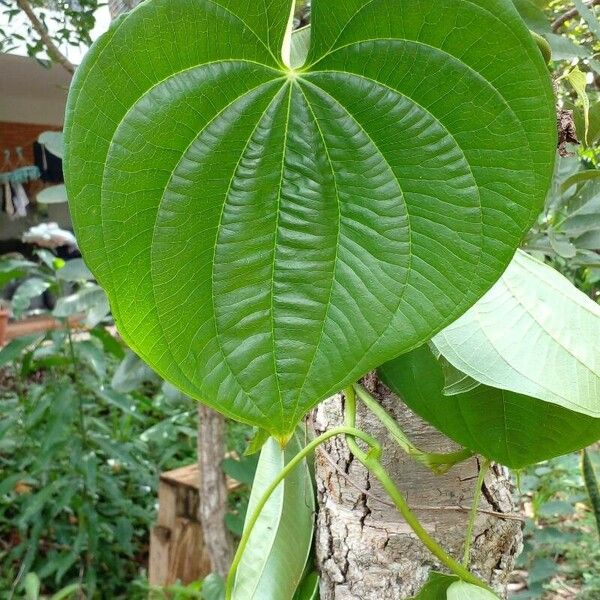 Dioscorea bulbifera Blatt