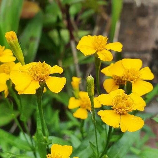 Tagetes lucida Lorea