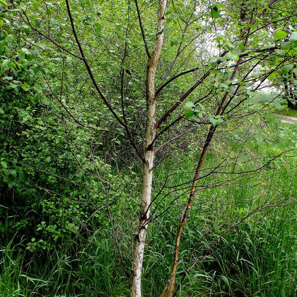 Betula occidentalis പുറംതൊലി