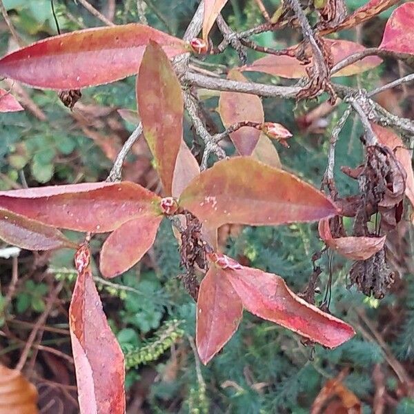 Rhododendron periclymenoides Leaf