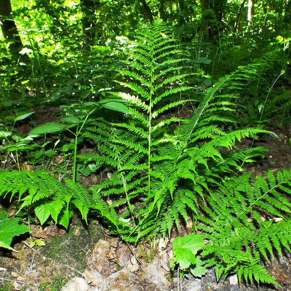 Dryopteris dilatata 整株植物