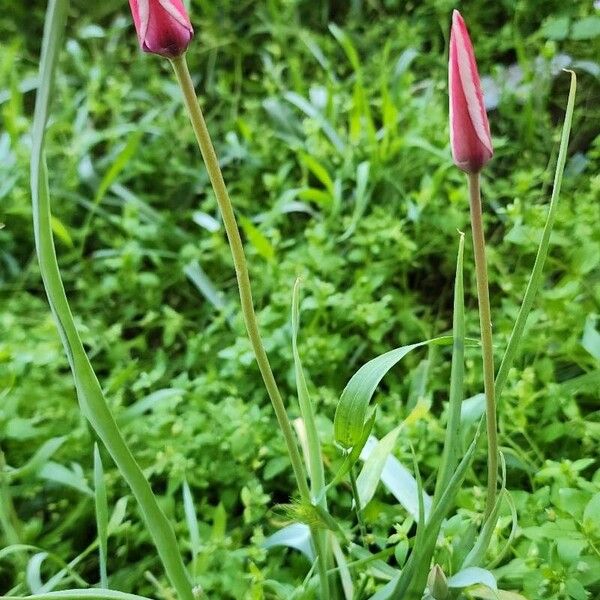 Tulipa clusiana 形态