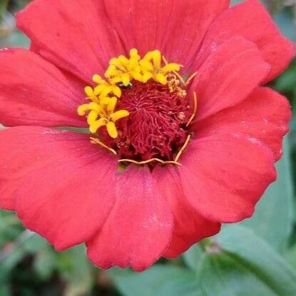 Zinnia elegans Flower