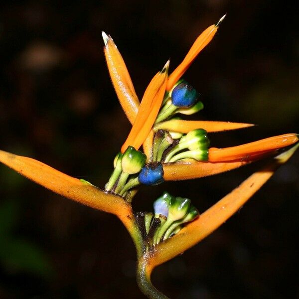 Heliconia hirsuta Fleur