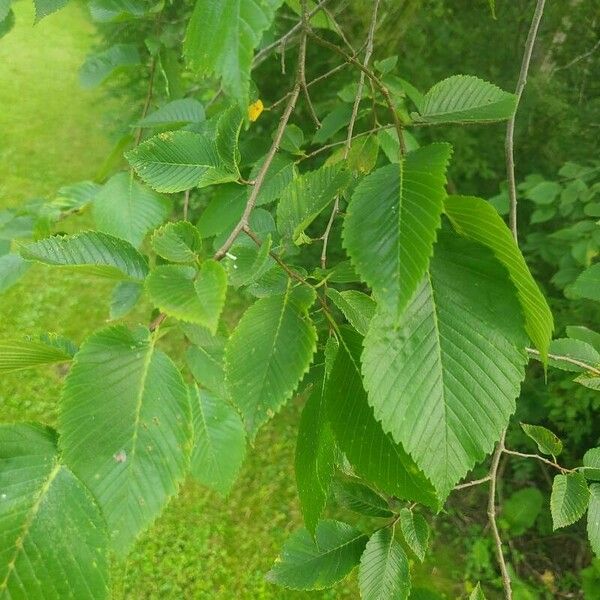 Ulmus americana Φύλλο