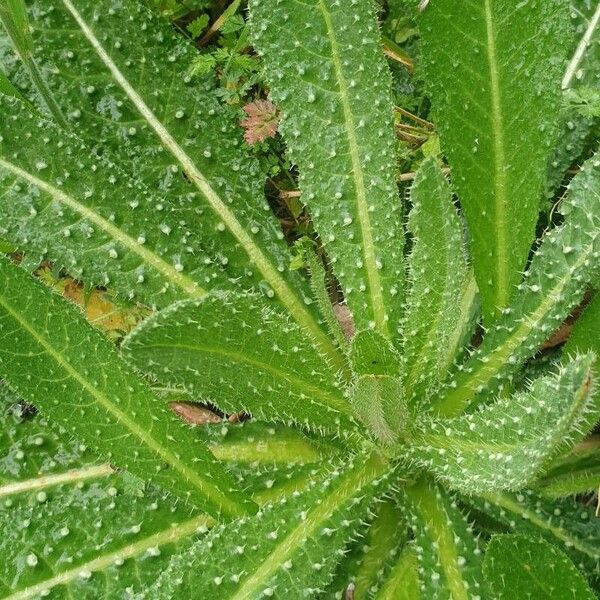 Echium asperrimum Hostoa