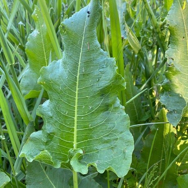 Rumex confertus Liść