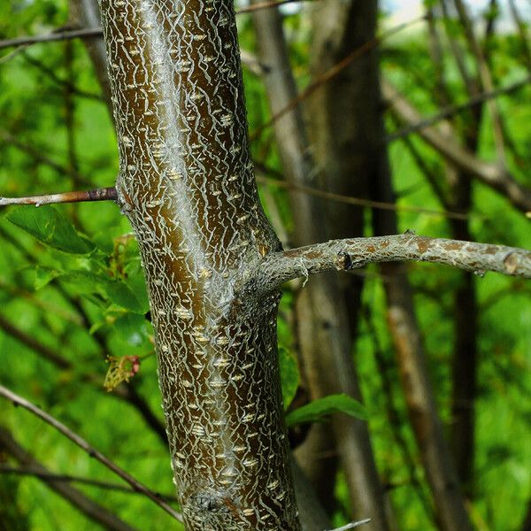 Prunus fruticosa چھال