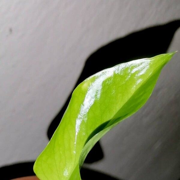 Epipremnum aureum ഇല