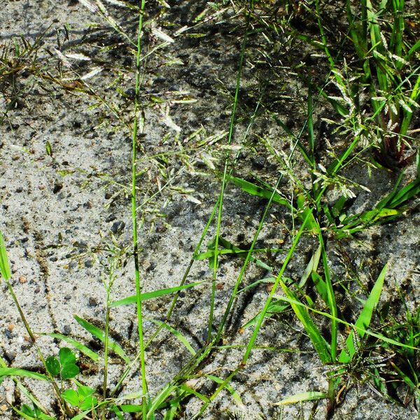 Eragrostis minor Habitus