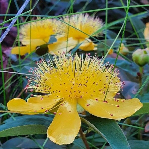 Hypericum calycinum Blüte