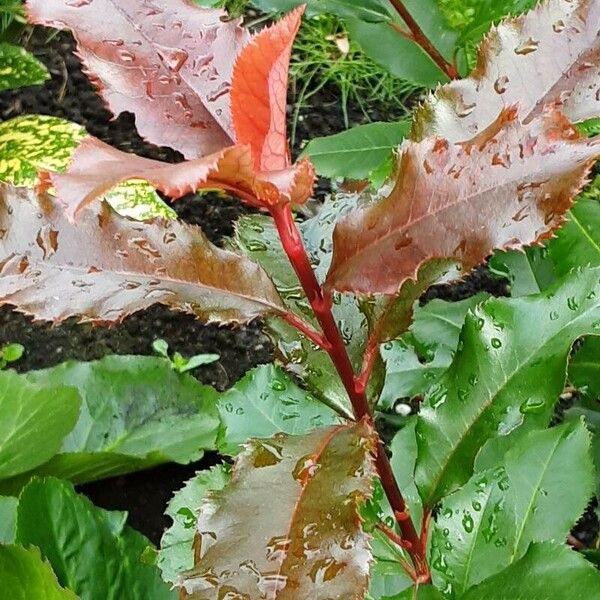 Photinia serratifolia Frunză