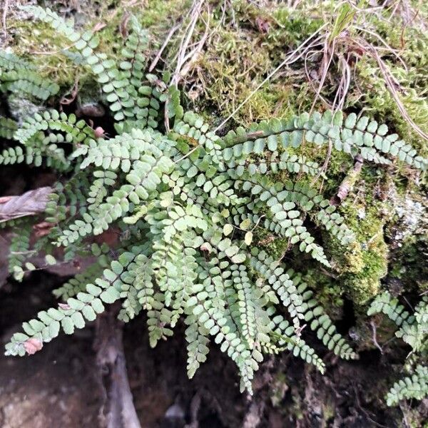 Asplenium trichomanes Хабит