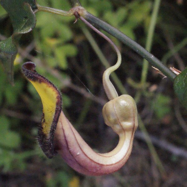 Aristolochia sempervirens Άλλα