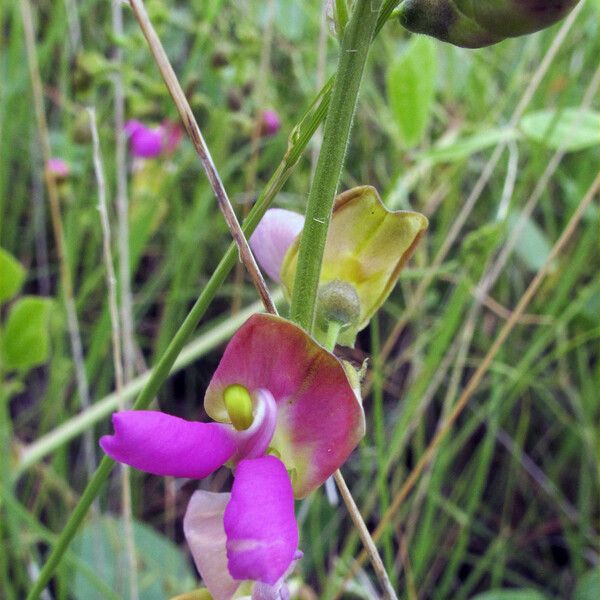 Phaseolus pedicellatus Kwiat