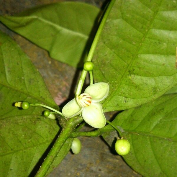 Peltostigma guatemalense Λουλούδι