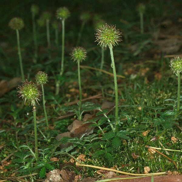 Acaena novae-zelandiae Hábitos