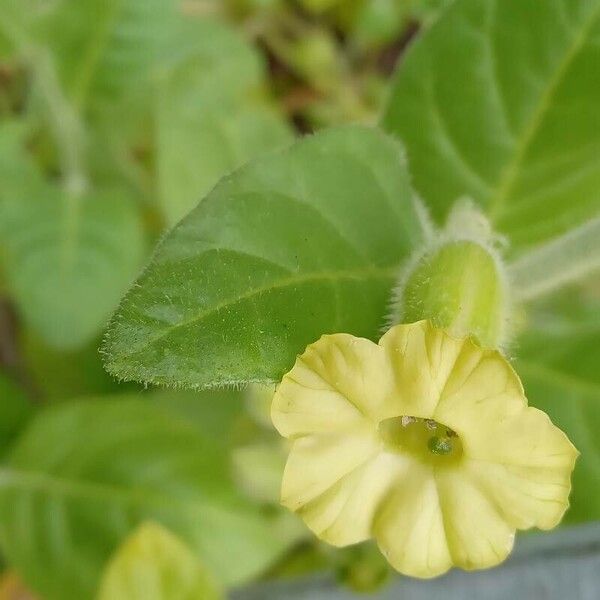 Nicotiana rustica ফুল