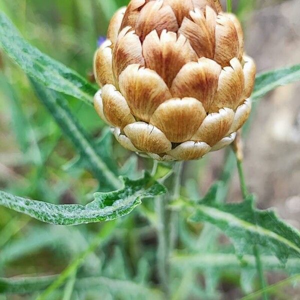 Leuzea conifera Floro