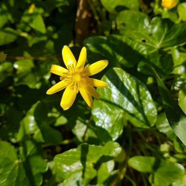 Ficaria verna Flower