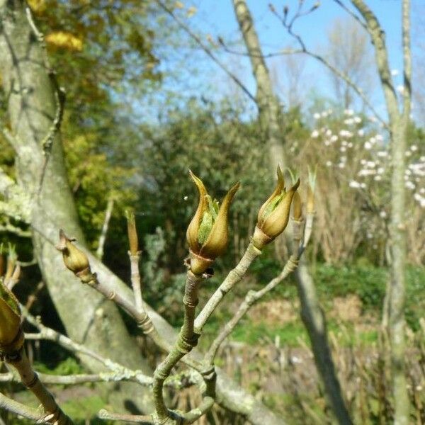 Magnolia denudata Flors