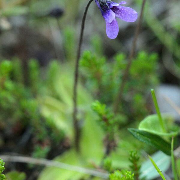 Pinguicula vulgaris Kvet