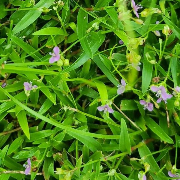 Murdannia nudiflora Flower