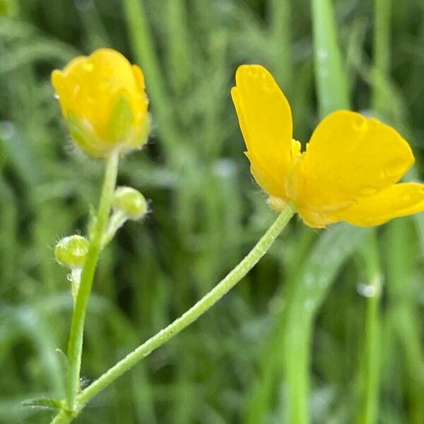 Ranunculus acris Blomst