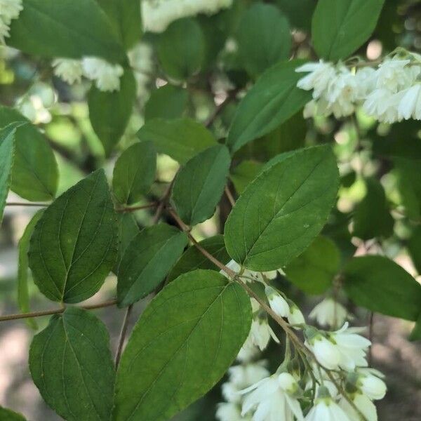 Deutzia gracilis Leaf