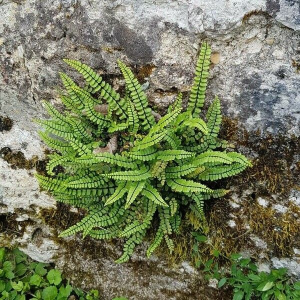 Asplenium trichomanes Habit