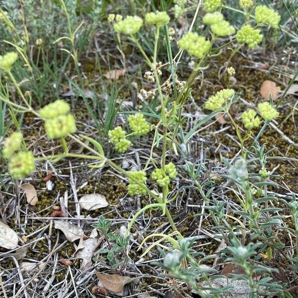 Valeriana coronata Natur