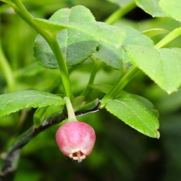 Vaccinium myrtillus 花