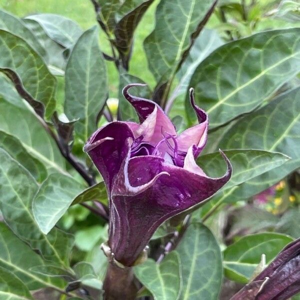 Datura metel Flor