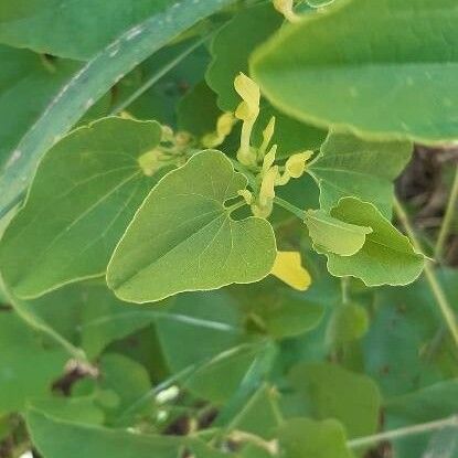 Aristolochia clematitis Цвят