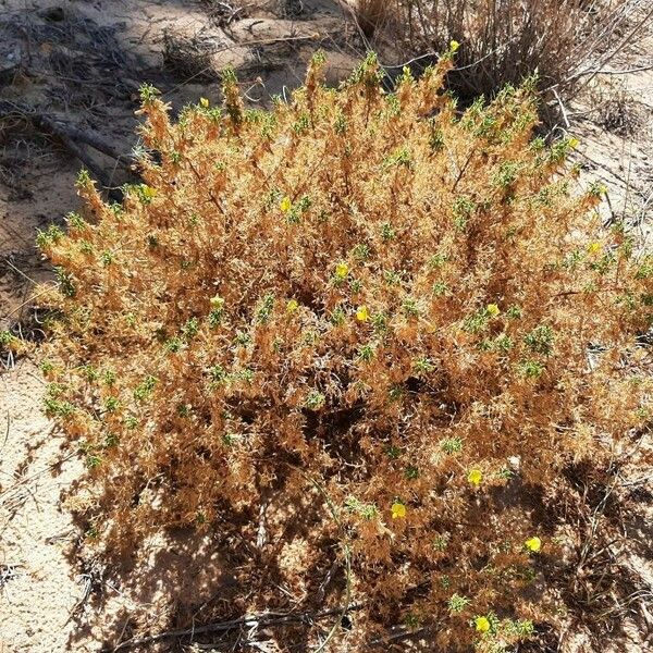 Ononis natrix Habit