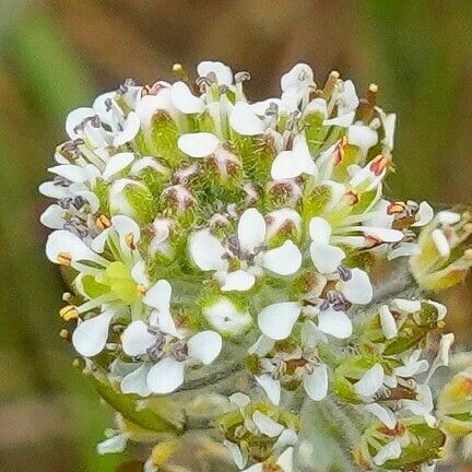 Lepidium heterophyllum Flower