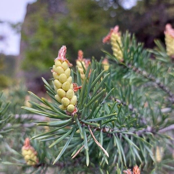 Pinus sylvestris Kukka