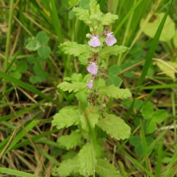 Teucrium scordium Leaf