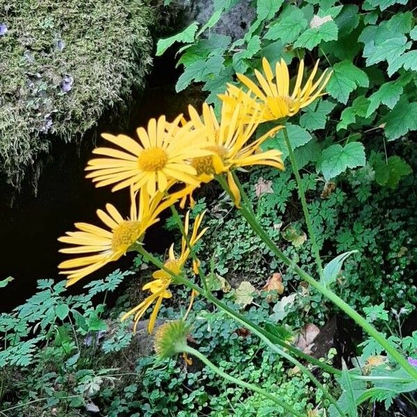 Doronicum austriacum Ŝelo