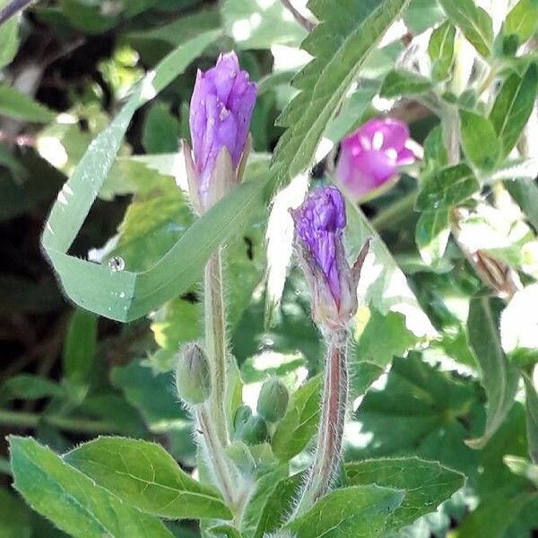 Epilobium hirsutum Квітка