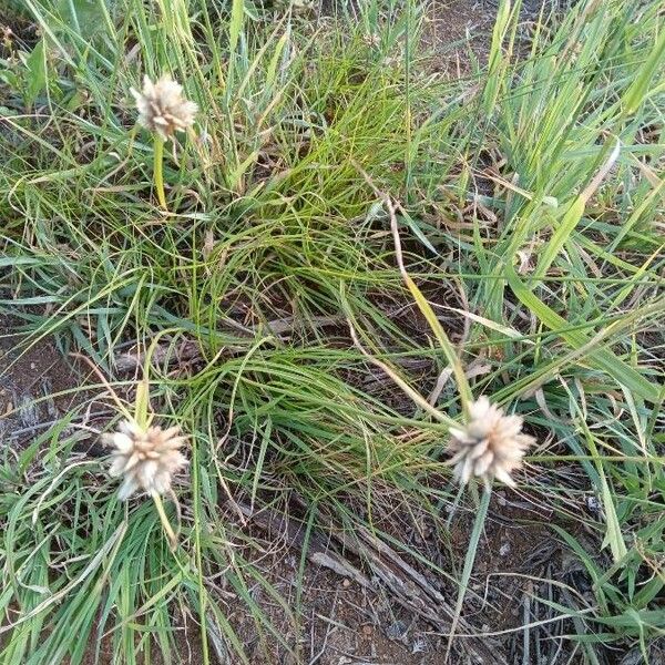 Cyperus niveus Blomma