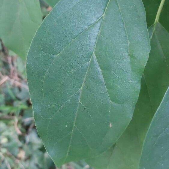 Maclura tricuspidata Лист