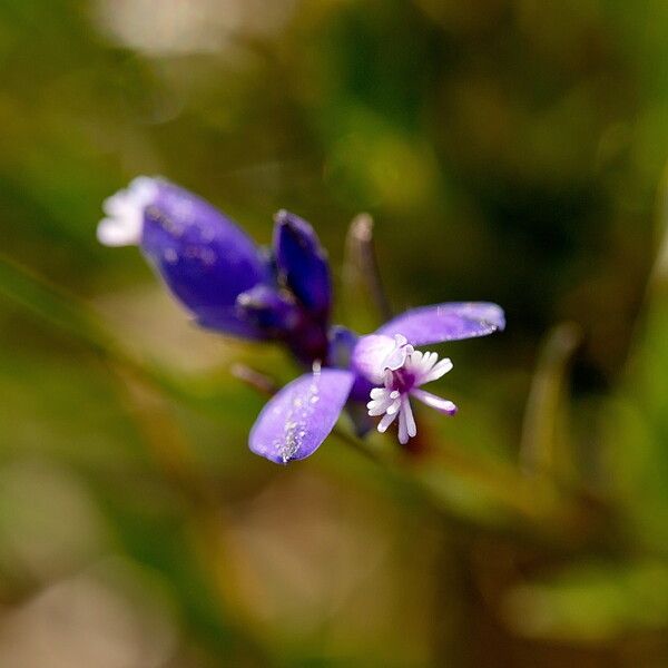 Polygala serpyllifolia Květ