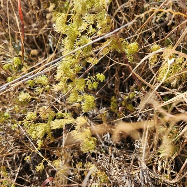 Asparagus racemosus Hostoa