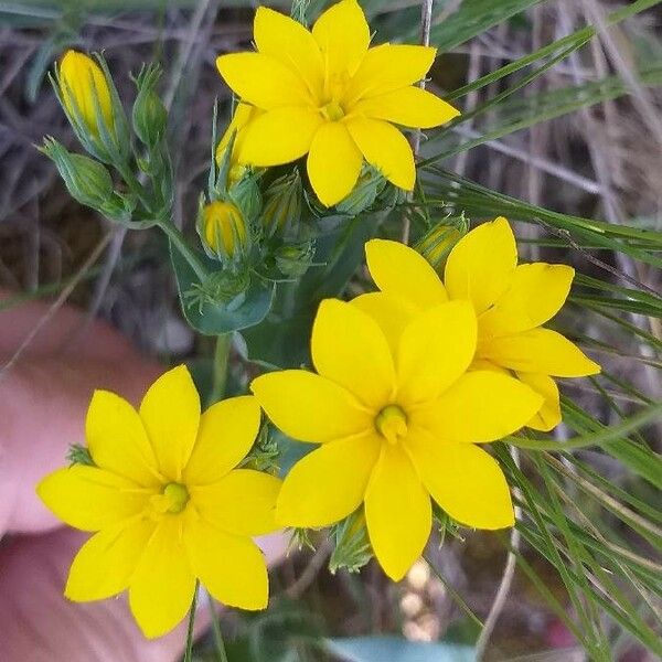 Blackstonia perfoliata 花