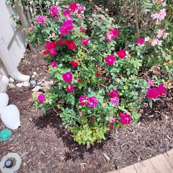 Rosa pendulina Blomst