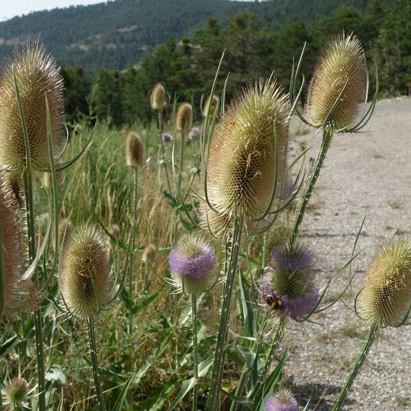 Dipsacus fullonum Συνήθη χαρακτηριστικά