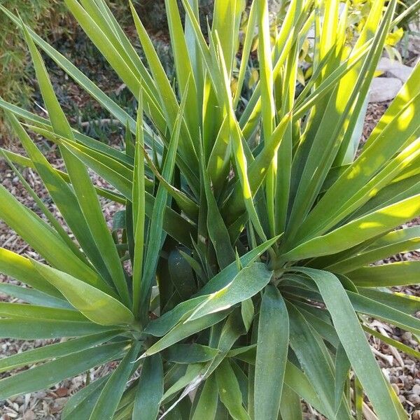 Yucca aloifolia Folio