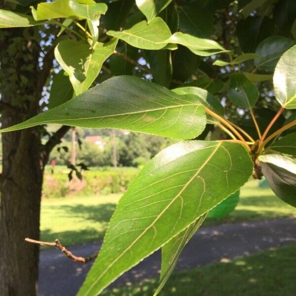 Populus tristis Hostoa