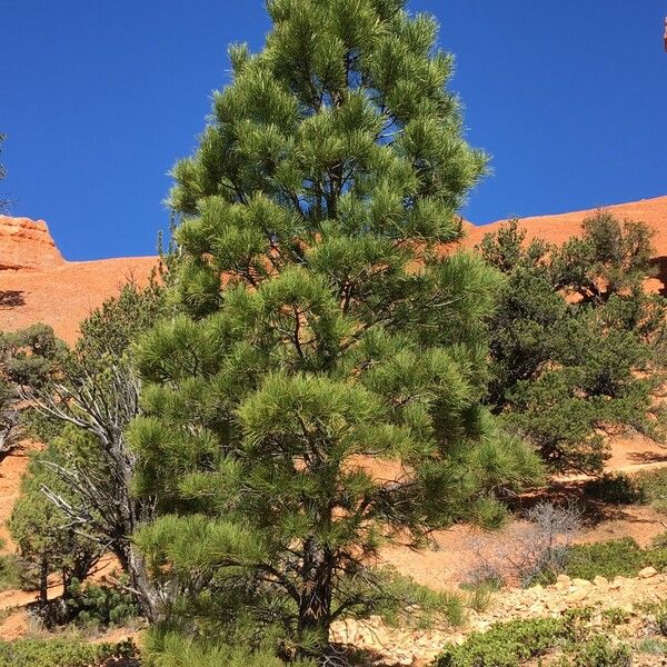 Pinus ponderosa Habitatea